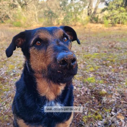 Photo 1/1 Chien retrouvé Perdu à Pourcieux