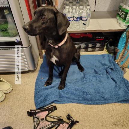 Photo 1/1 Chien retrouvé Trouvé à Pouzay