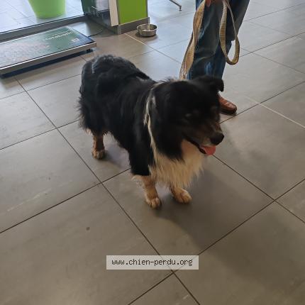 Photo 1/1 Chien retrouvé Trouvé à Ronquerolles