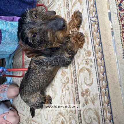 Photo de chien trouvé à Souge