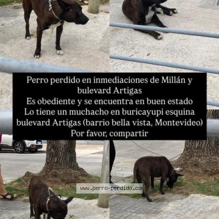 Photo de chien trouvé à Montevideo