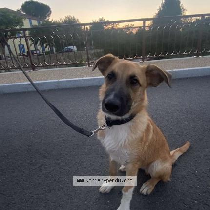 Photo de chien perdu à Les Bordes Sur Arize