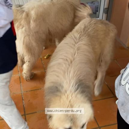 Photo 1/1 Chien retrouvé Trouvé à Balaruc le vieux