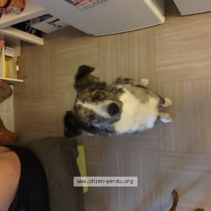 Photo de chien trouvé à La Garde