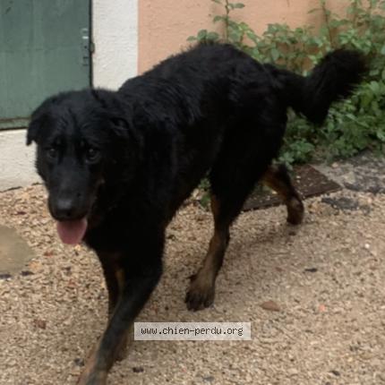 Photo de chien trouvé à Carces