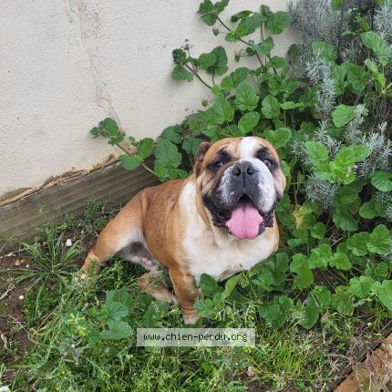 Photo 1/1 Chien retrouvé Perdu à Espondeilhan