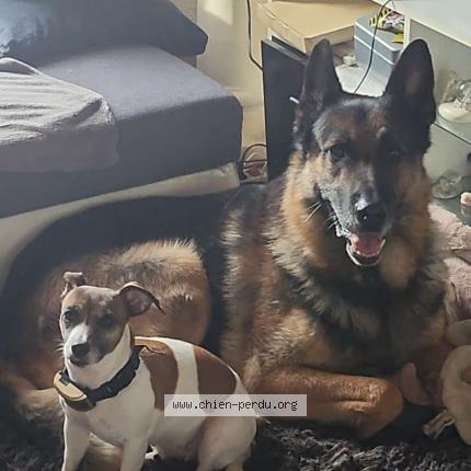 Photo 1/1 Chien retrouvé Perdu à Savignac les eglises