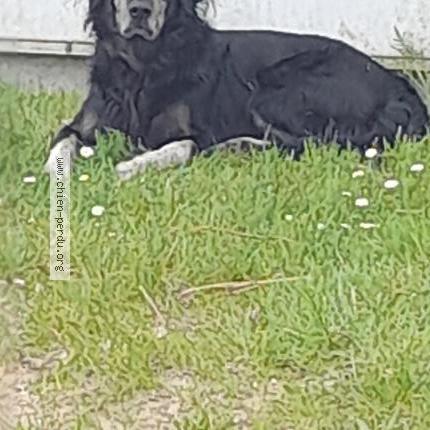 Photo 1/1 Chien retrouvé Trouvé à Bourgoin jallieu