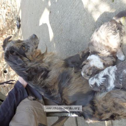 Photo de chien perdu à Avessac