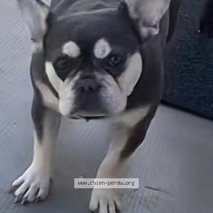 Photo 1/1 Chien retrouvé Perdu à Villeneuve sur lot