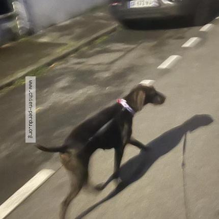 Photo de chien trouvé à Angket