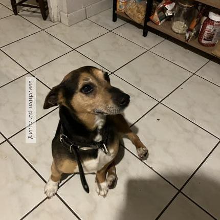 Photo de chien trouvé à Fondettes