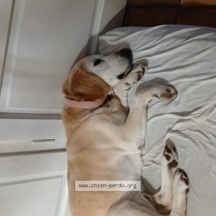 Photo de chien perdu à Laparade