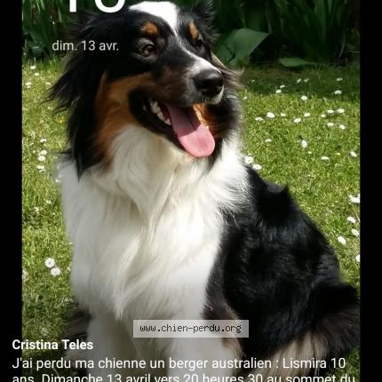 Photo 1/1 Chien retrouvé Perdu à Orcines