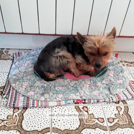 Photo de chien perdu à Doue La Fontaine