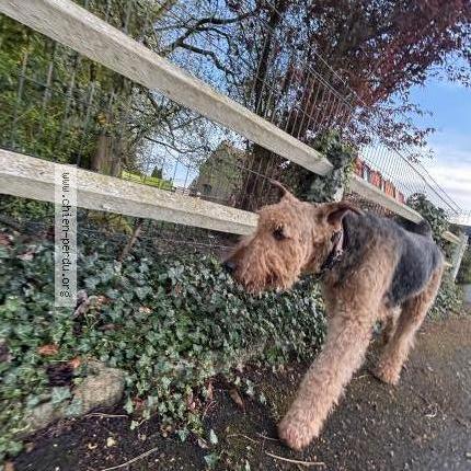 Photo 1/3 Chien trouvé Trouvé à Frelinghien