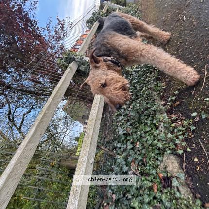 Photo 2/3 Chien trouvé Trouvé à Frelinghien