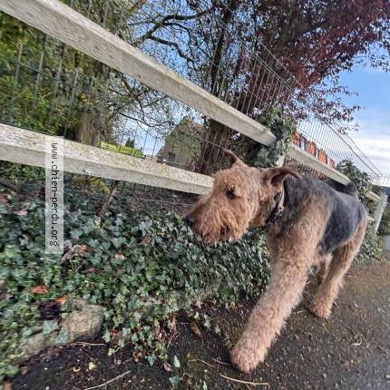 Photo 3/3 Chien trouvé Trouvé à Frelinghien