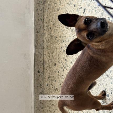 Photo de chien trouvé à Santo Domindo