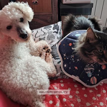 Photo 1/1 Chien retrouvé Perdu à Tours