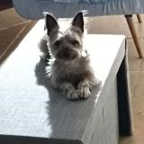 Photo de chien retrouvé à Juan Soler San Jose