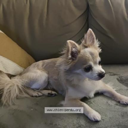 Photo 1/1 Chien retrouvé Perdu à Eze mer