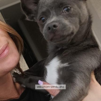 Photo 1/1 Chien retrouvé Perdu à Saleilles