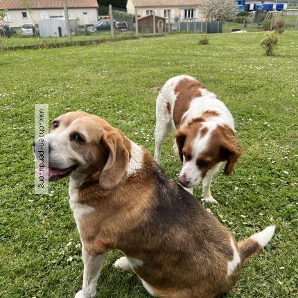 Photo 1/1 Chien retrouvé Perdu à Lussac les chateaux les chateaux