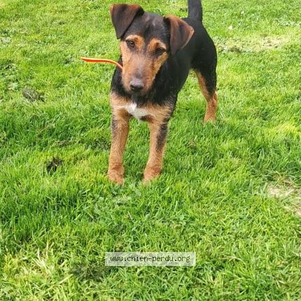Photo 1/1 Chien retrouvé Perdu à Boismorand