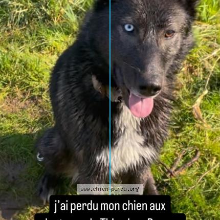 Photo 1/1 Chien retrouvé Perdu à Thizy les bourgs