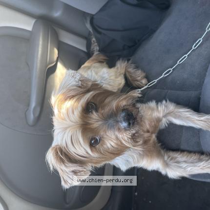 Photo de chien trouvé à Mayet