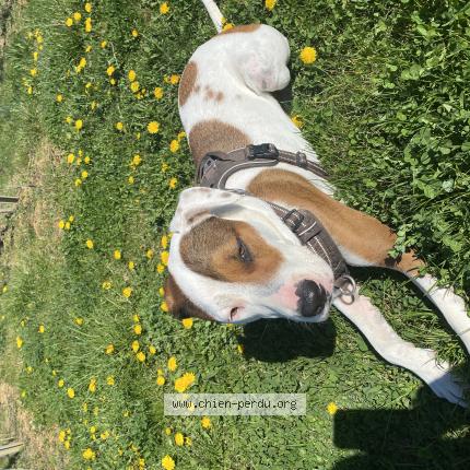 Photo 1/1 Chien retrouvé Perdu à Dahlenheim