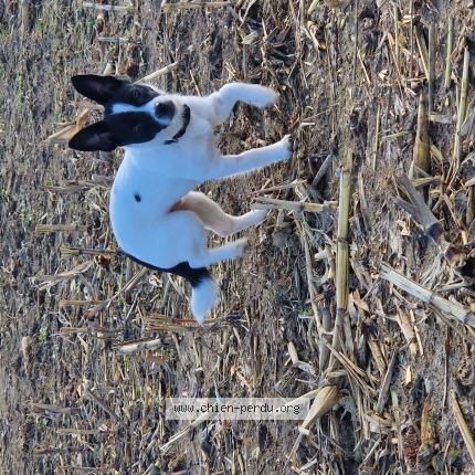 Photo de chien perdu à Saint Briac Sur Mer