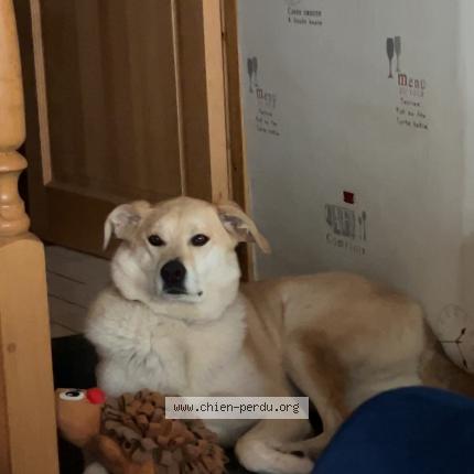 Photo 1/1 Chien retrouvé Perdu à Xertigny