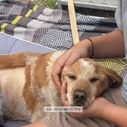 Photo 1/1 Chien retrouvé Perdu à Beziers