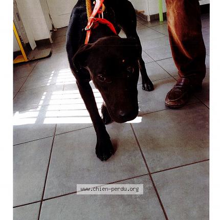 Photo 1/1 Chien retrouvé Trouvé à Maillebois