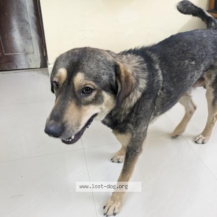 Photo de chien perdu à Mohali