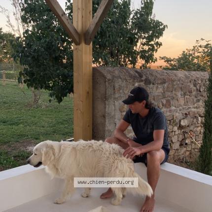 Photo de chien perdu à Lozanne