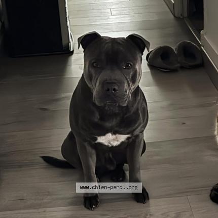 Photo 1/1 Chien retrouvé Perdu à Cagnes sur mer