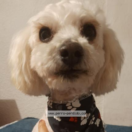 Photo 1/1 Chien trouvé Trouvé à Bogota