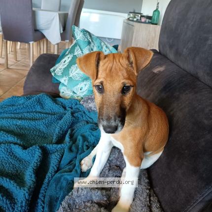 Photo 1/1 Chien retrouvé Perdu à Saint georges les bains