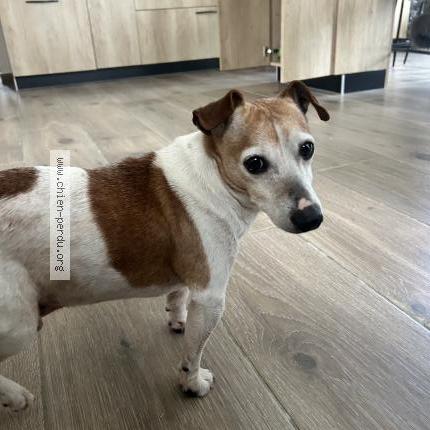 Photo 1/1 Chien retrouvé Trouvé à Belberaud