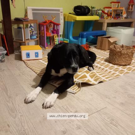 Photo 1/1 Chien retrouvé Perdu à Saint gonlay
