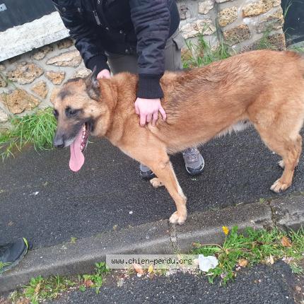 Photo de chien trouvé à Vigneux Sur Seine