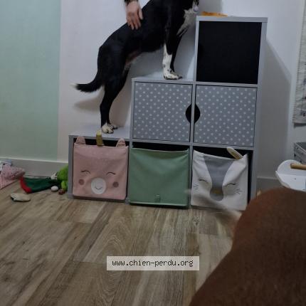 Photo 1/1 Chien retrouvé Perdu à Ponteilla