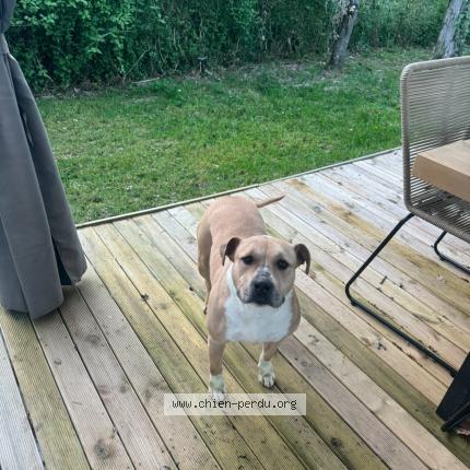 Photo 1/1 Chien retrouvé Perdu à Gratentour