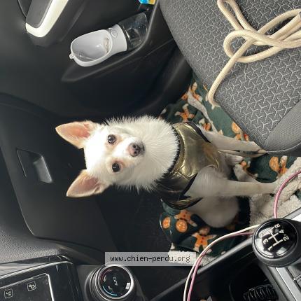 Photo 1/1 Chien retrouvé Perdu à Limay