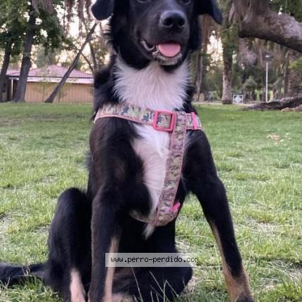 Photo de chien perdu à Santiago