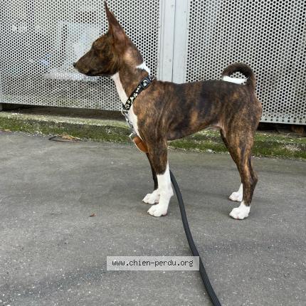 Photo 1/1 Chien retrouvé Perdu à Paris