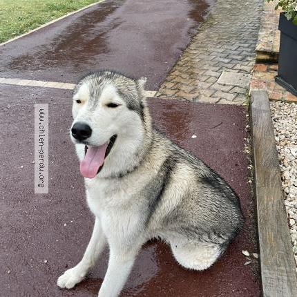 Photo 1/1 Chien retrouvé Perdu à La destrousse